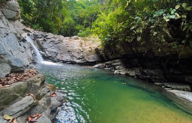 JUNGLE DREAMS FARM: WHERE NATURE MEETS SERENITY – 20 ACRES